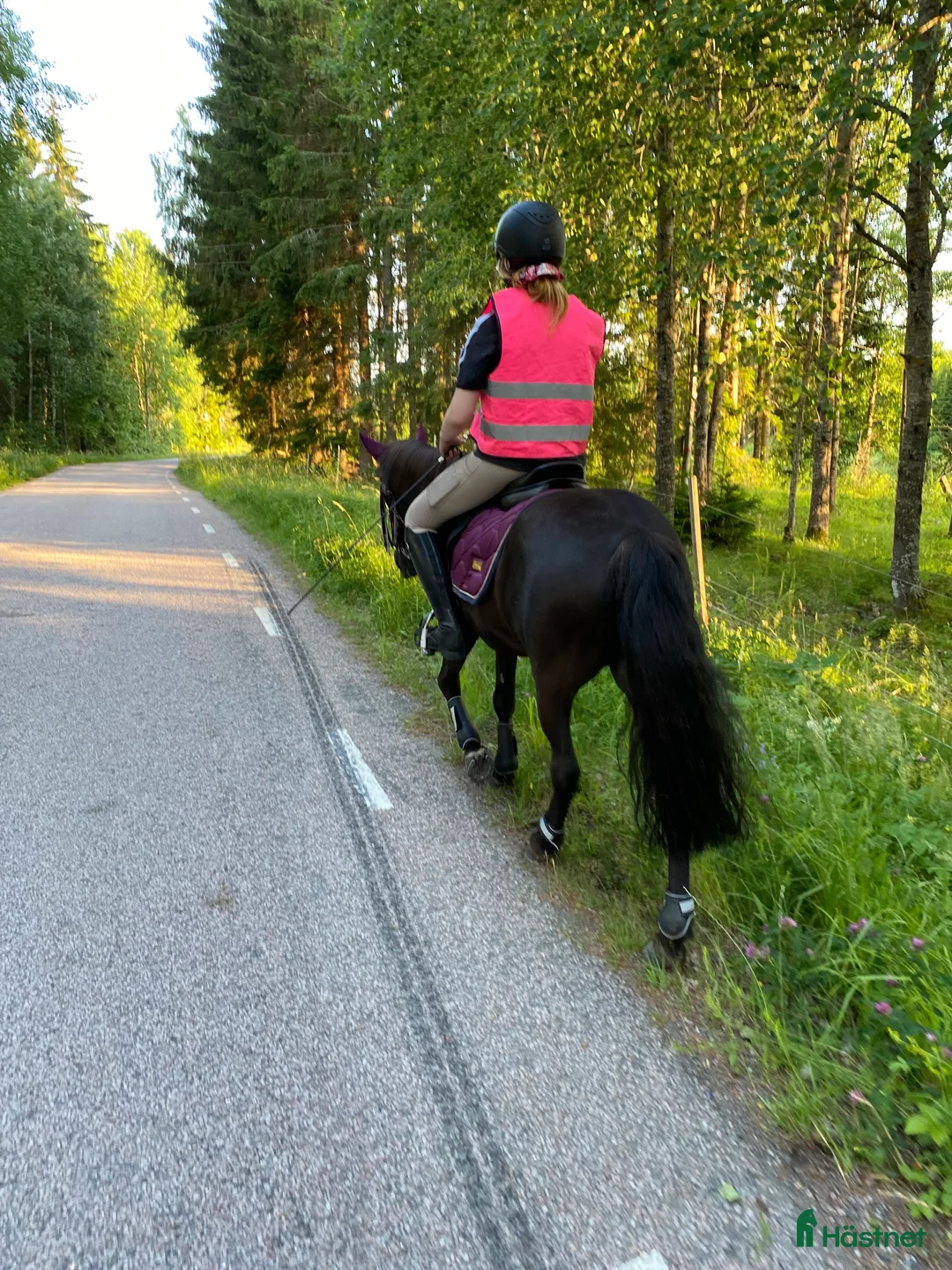 Island hästar till salu: Intressekoll i Knutby - Annons 15
