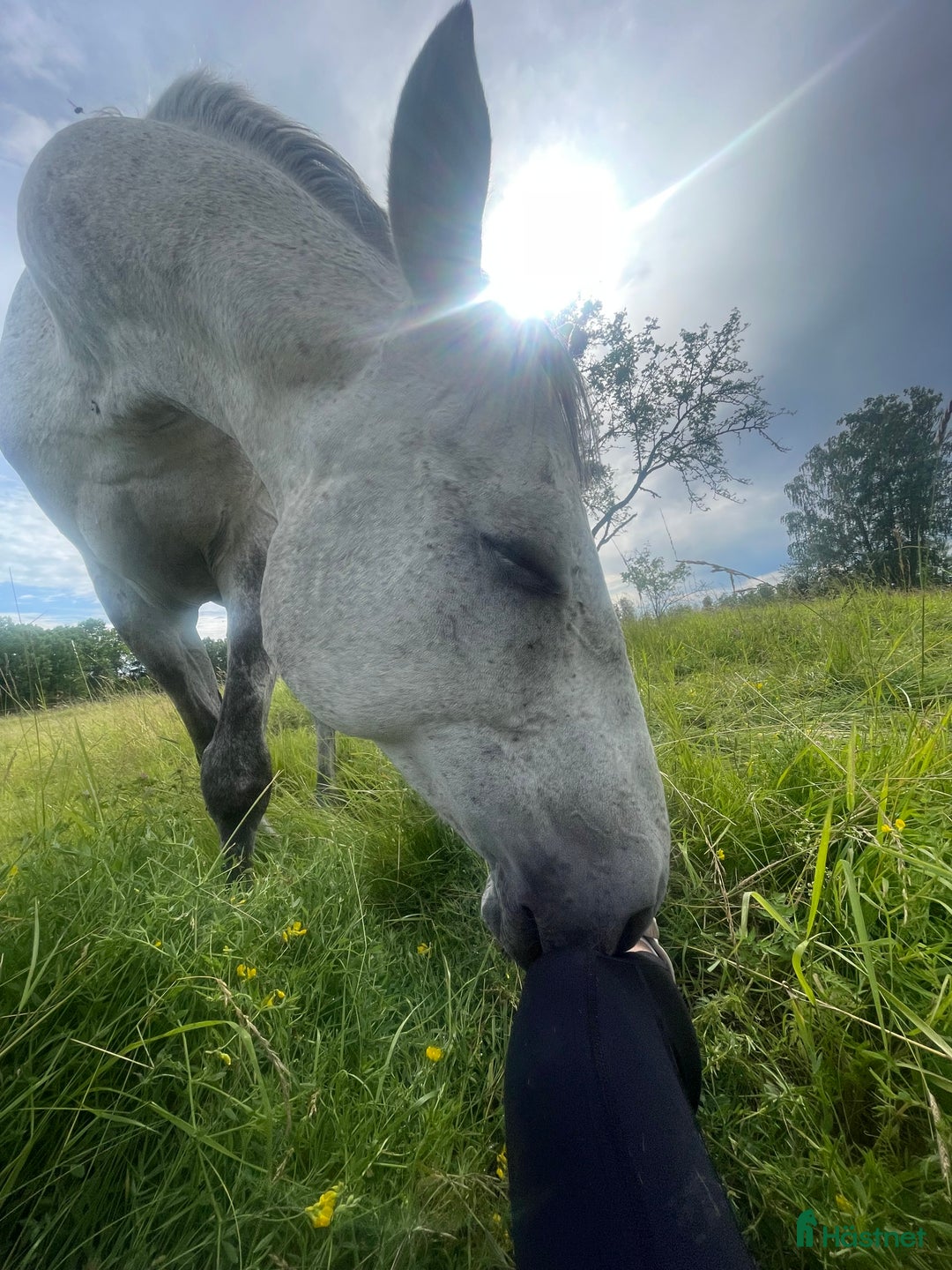 Allround hästar till salu: En hjärtehäst söker sin människa ✨ i Enköping - Annons 5