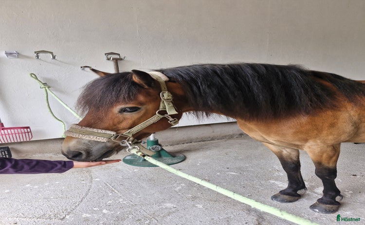  hästar En tuff kille i Kalvsvik - Annons 11