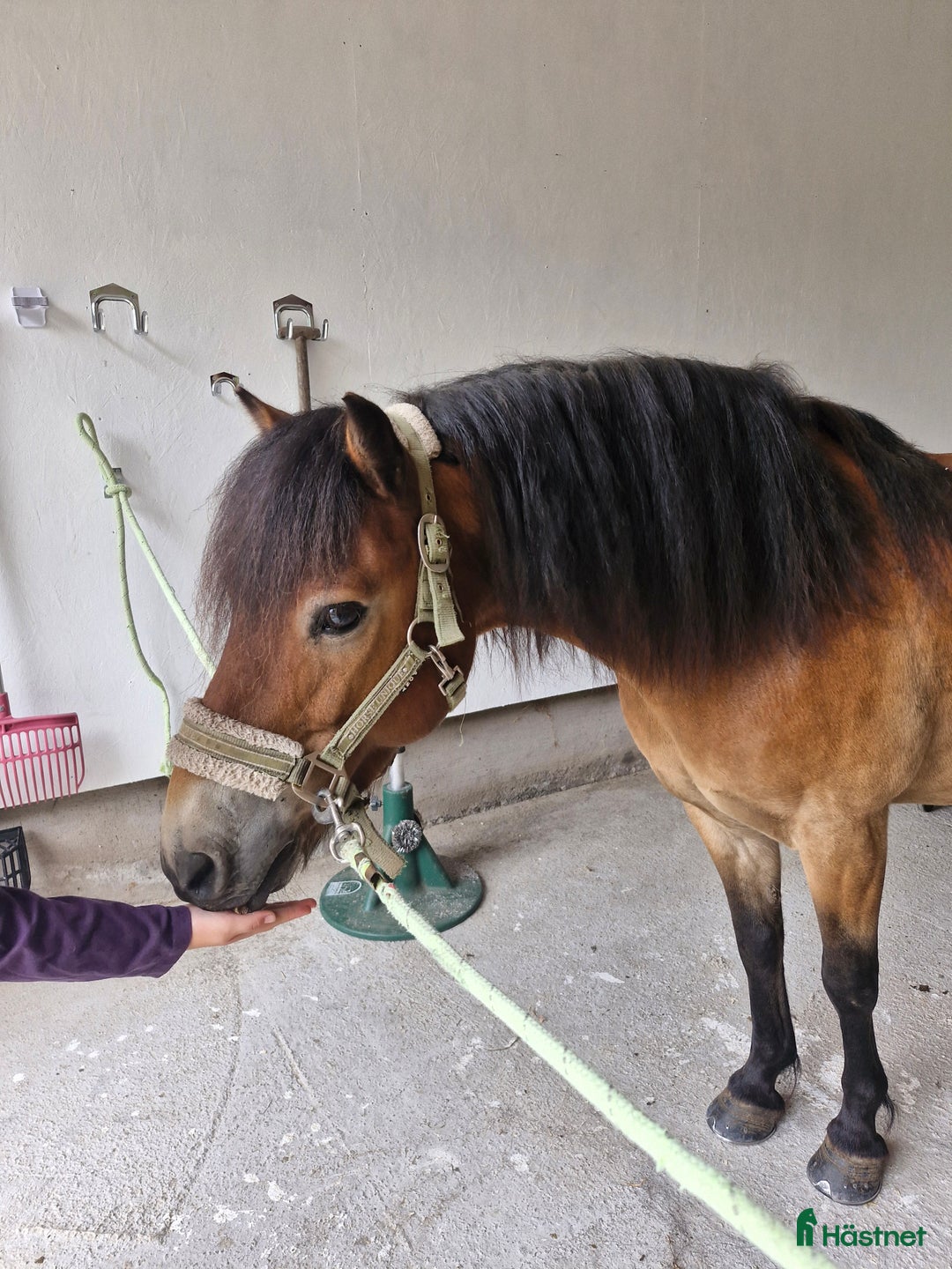 Allround hästar till salu: En tuff kille i Kalvsvik - Annons 1