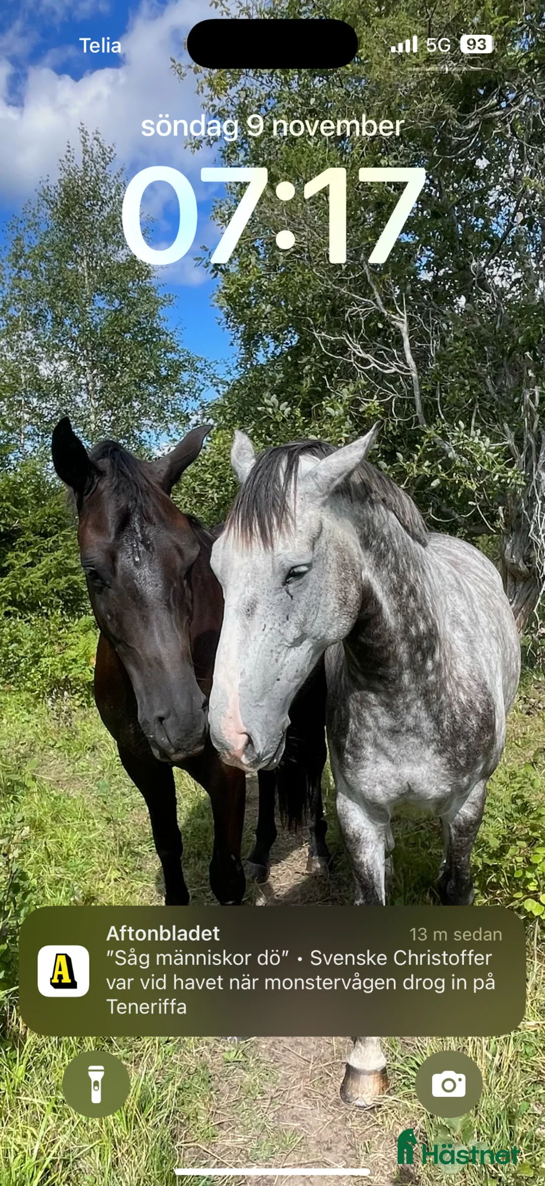  stallplats finnes: Stallplats ledig från maj - Annons 2