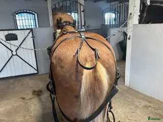 Körsulkys körning till salu: Loksele, Baksele, tömmar o Rockard, Sulky - Annons 1