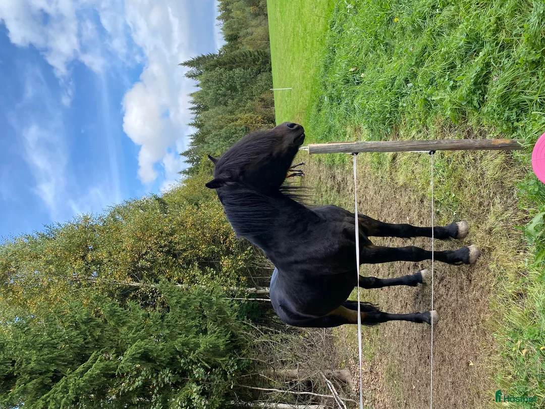 Allround hästar till salu: Framåt och Glad valack i Bredbyn - Annons 3