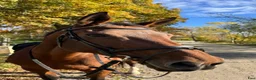 Allround hästar till salu: Hobby eller mor/dotter häst! - Annons 8