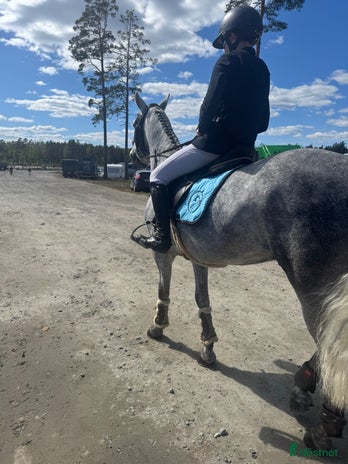 stallplats i Hällekis - Annons 13
