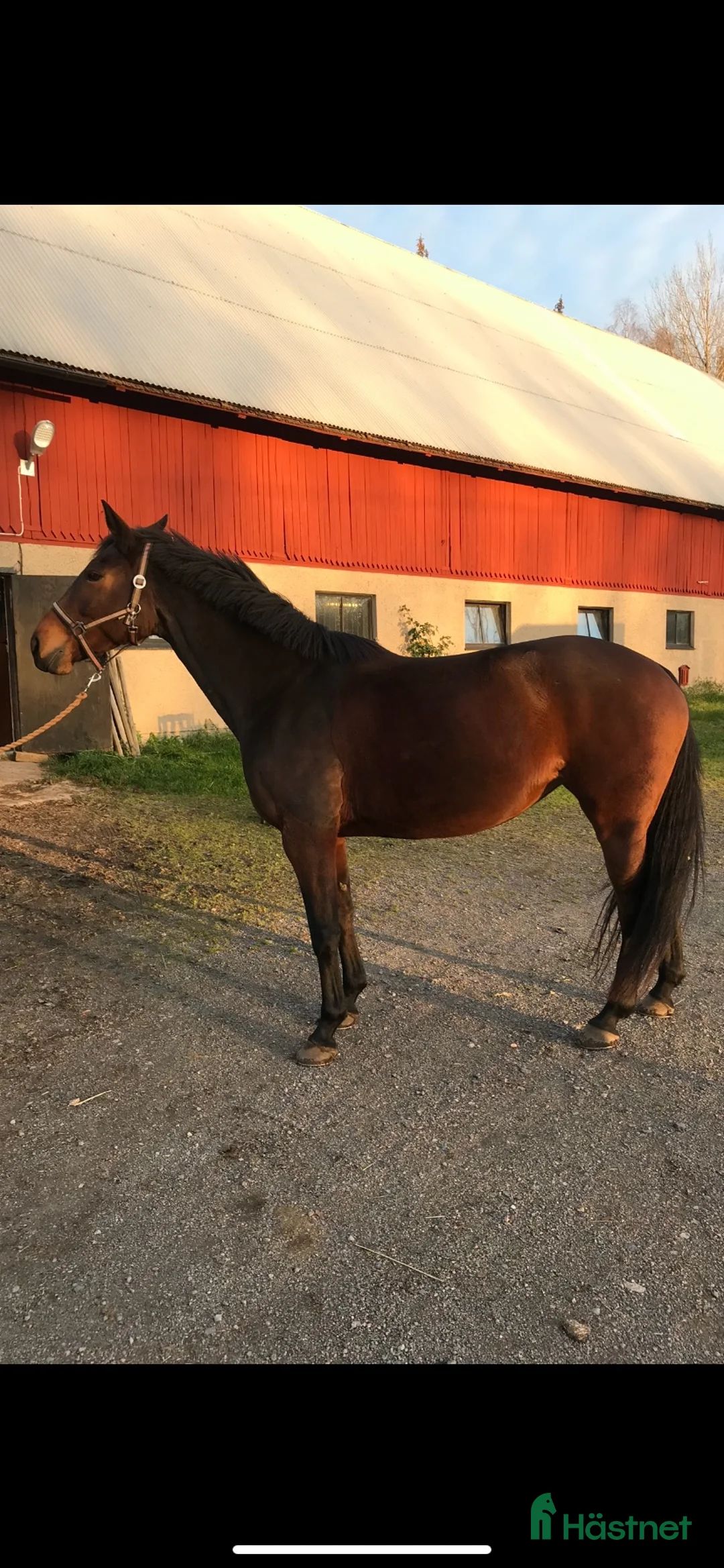 Avelshästar hästar till salu: Sällskap/avel i Eksjö - Annons 1