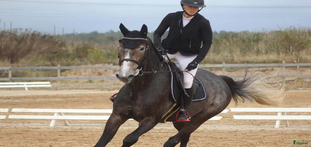 Galleribild {{count}}