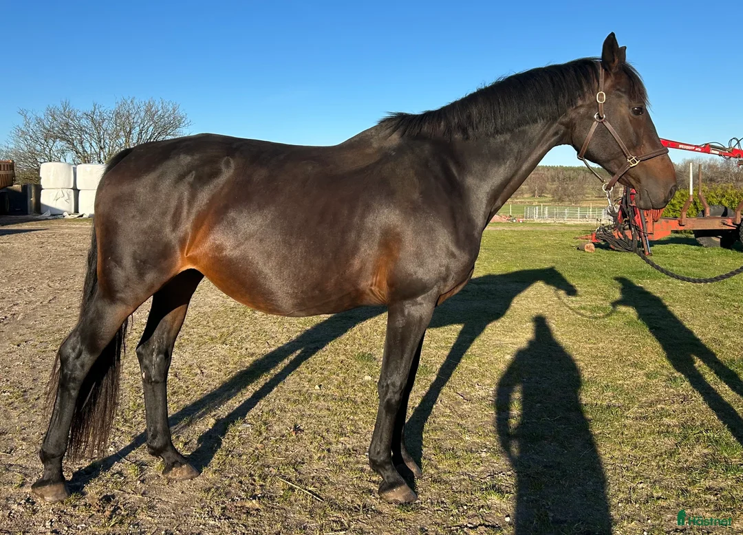 Övrigt hästar till salu: Avelssto/skogsmulle & sto åring - Annons 1