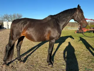 hästar Avelssto/skogsmulle & sto åring - Annons 1