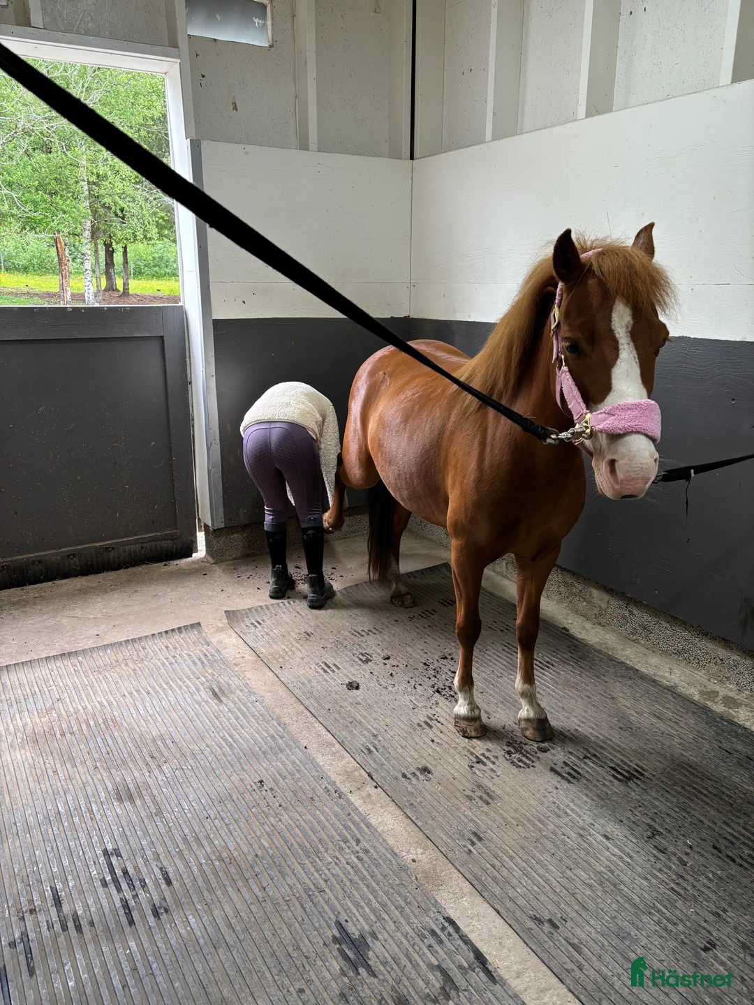 Allround hästar till salu: Världens sötaste Molly letar nytt hem  - Annons 6