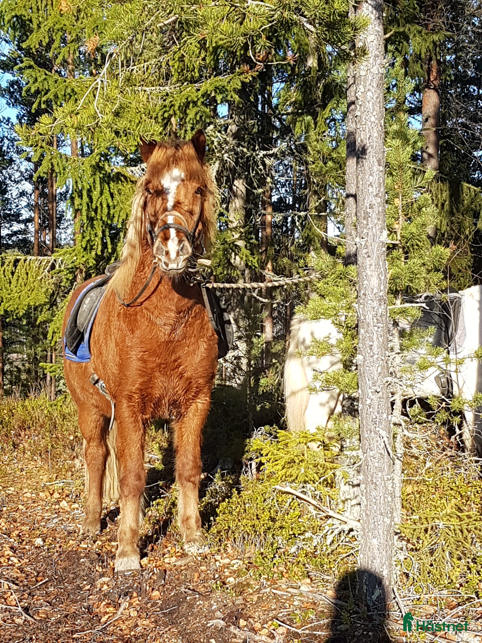  hästar Mysig skogsmulle - Annons 2