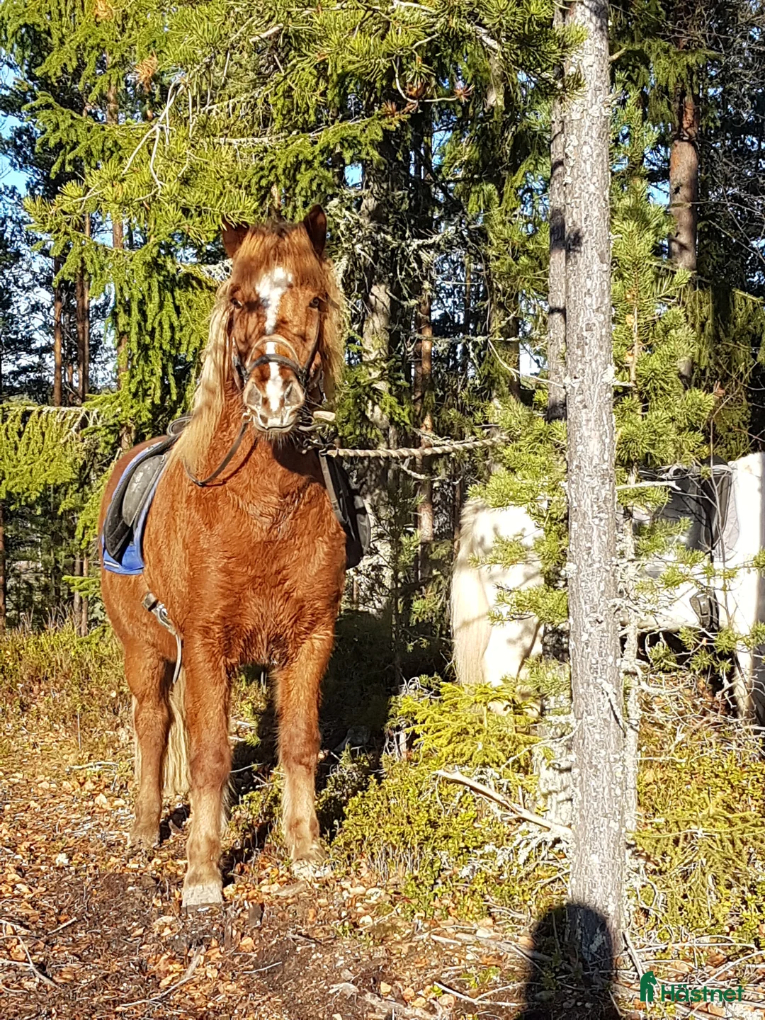 Island hästar till salu: Mysig skogsmulle - Annons 1