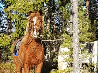 hästar Mysig skogsmulle - Annons 2