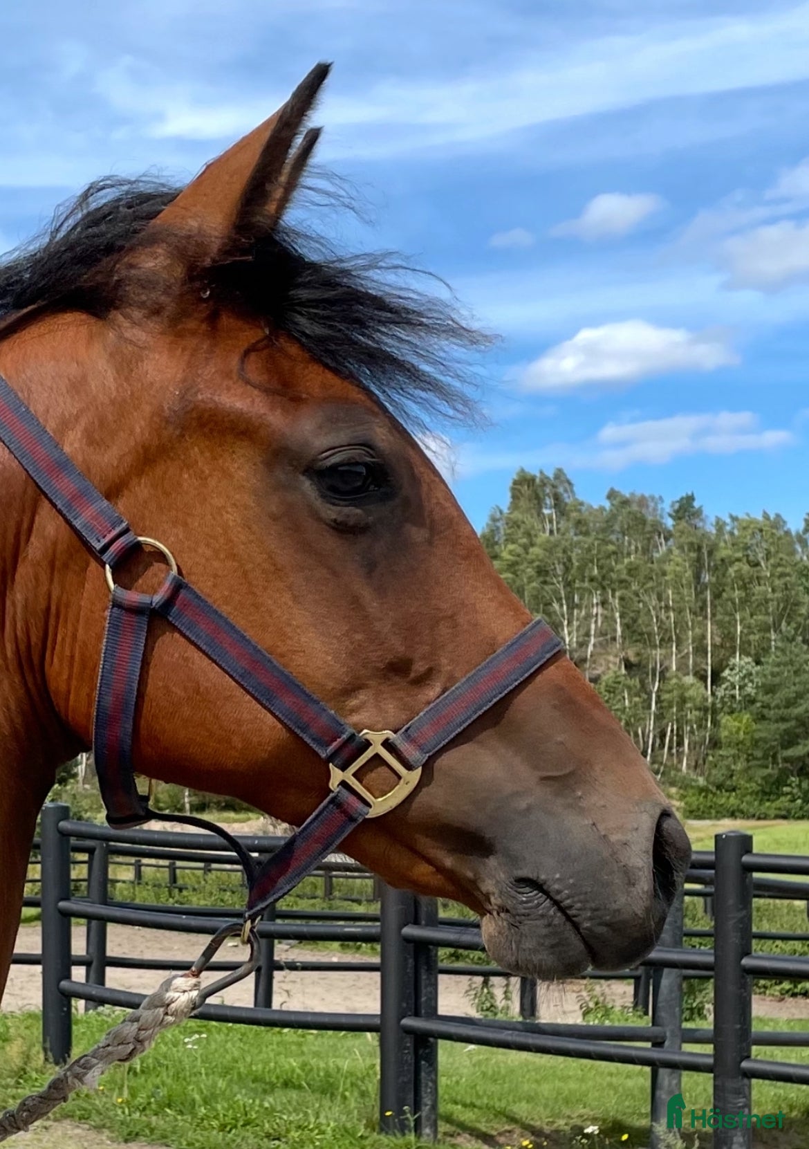  hästar Superfint sto till sällskap - Annons 17