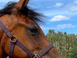 hästar Superfint sto till sällskap - Annons 17