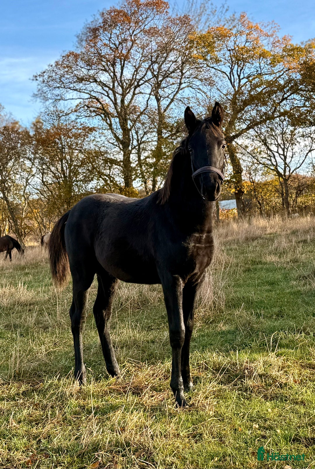 Hoppning hästar till salu: Svart hingst e. Diero Lux N i Nyhamnsläge - Annons 2
