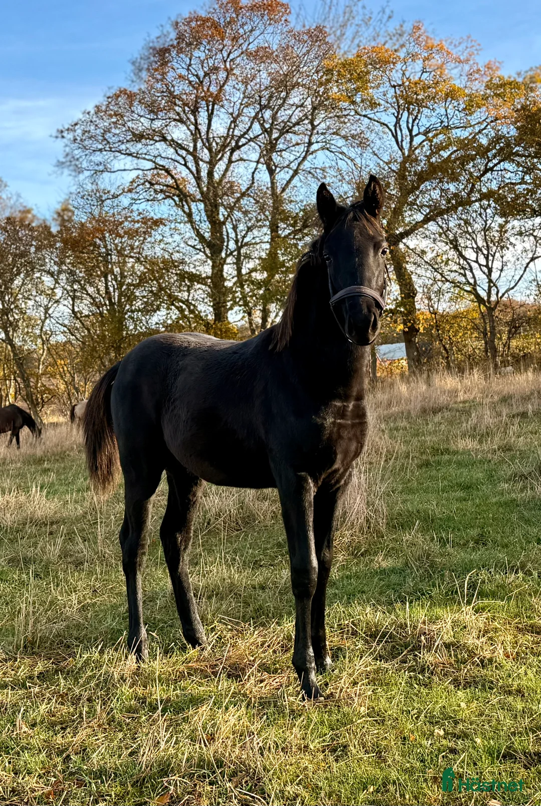 Hoppning hästar till salu: Svart hingst e. Diero Lux N - Annons 2