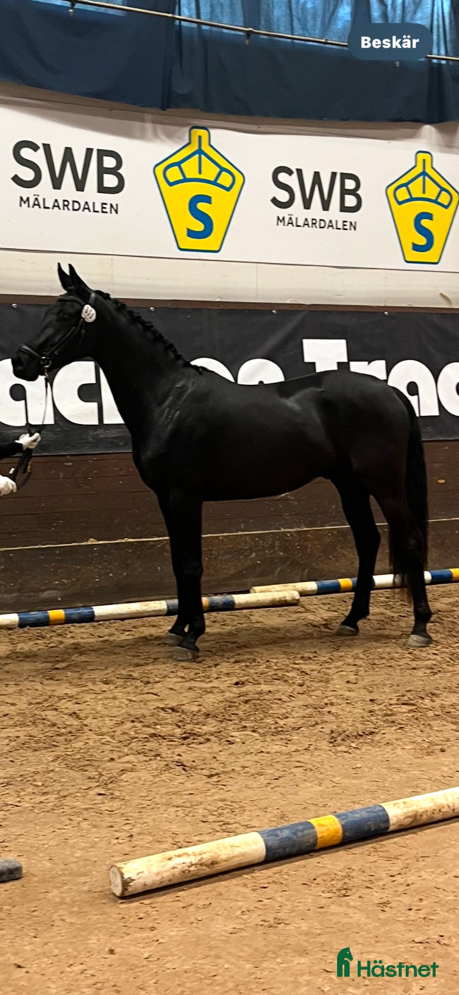  hästar Vacker 4-åring - Annons 7