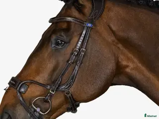 Träns hästutrustning PS High Jump - Annons 7