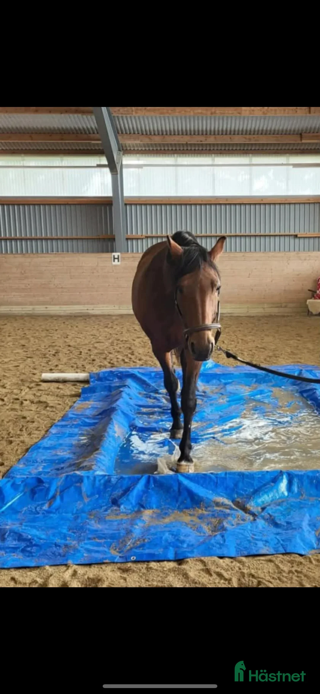 Allround hästar till salu: Välriden fin häst  i Tomelilla - Annons 4