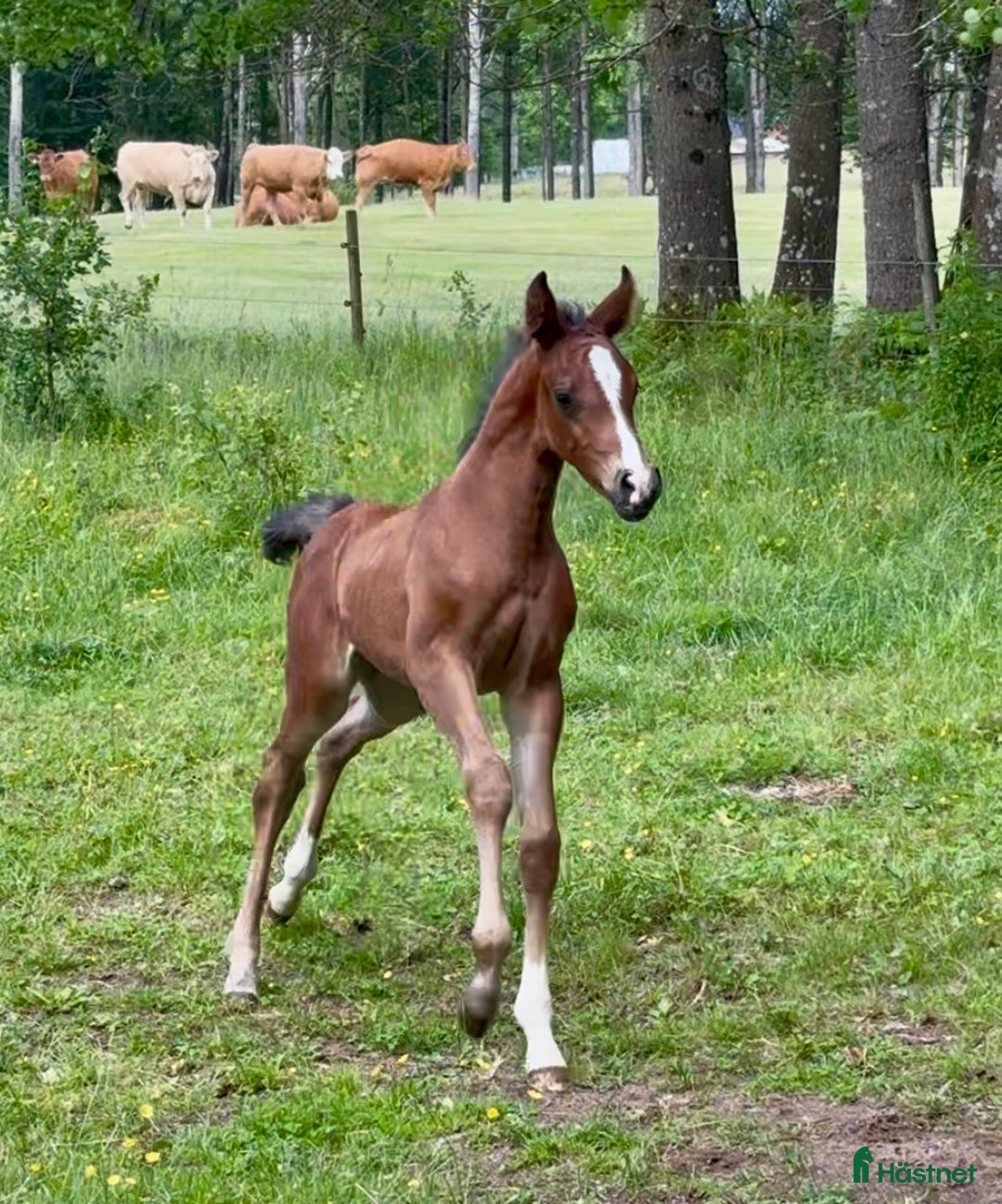 Allround hästar till salu: Superfin! i Agunnaryd - Annons 13