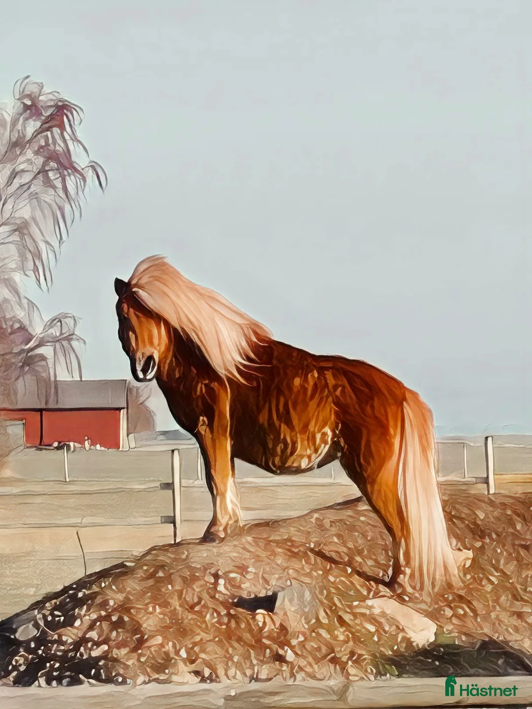 Utställning hästar till salu: Minishetlandssto i Vellinge - Annons 8