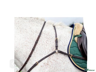 Övrig Hästutrustning hästutrustning till salu: Förbygel med avtagbar martingal i Edsbruk - Annons 15