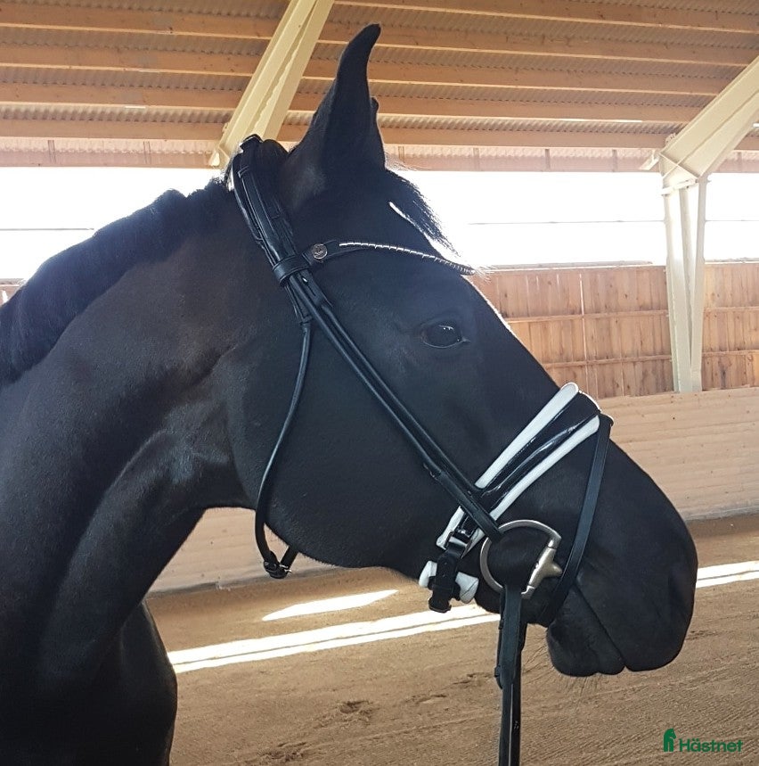  hästar Fantastiskt valack med talang för piaff  - Annons 19