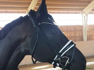 hästar Fantastiskt valack med talang för piaff - Annons 19