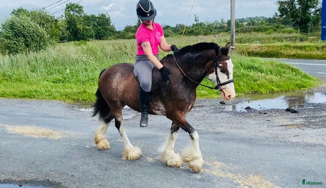 Allround hästar till salu: Selection of Irish ponies i Ljungby - Bild 13