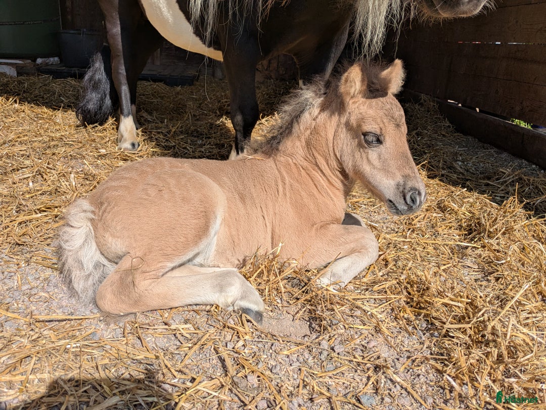 Allround hästar till salu: Härlig kille ! i Edsbyn - Annons 9