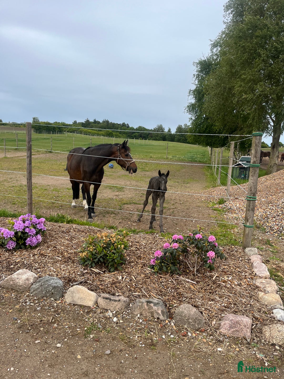 Avelshästar hästar till salu: Top avlshoppe sælges, hophest - Annons 31