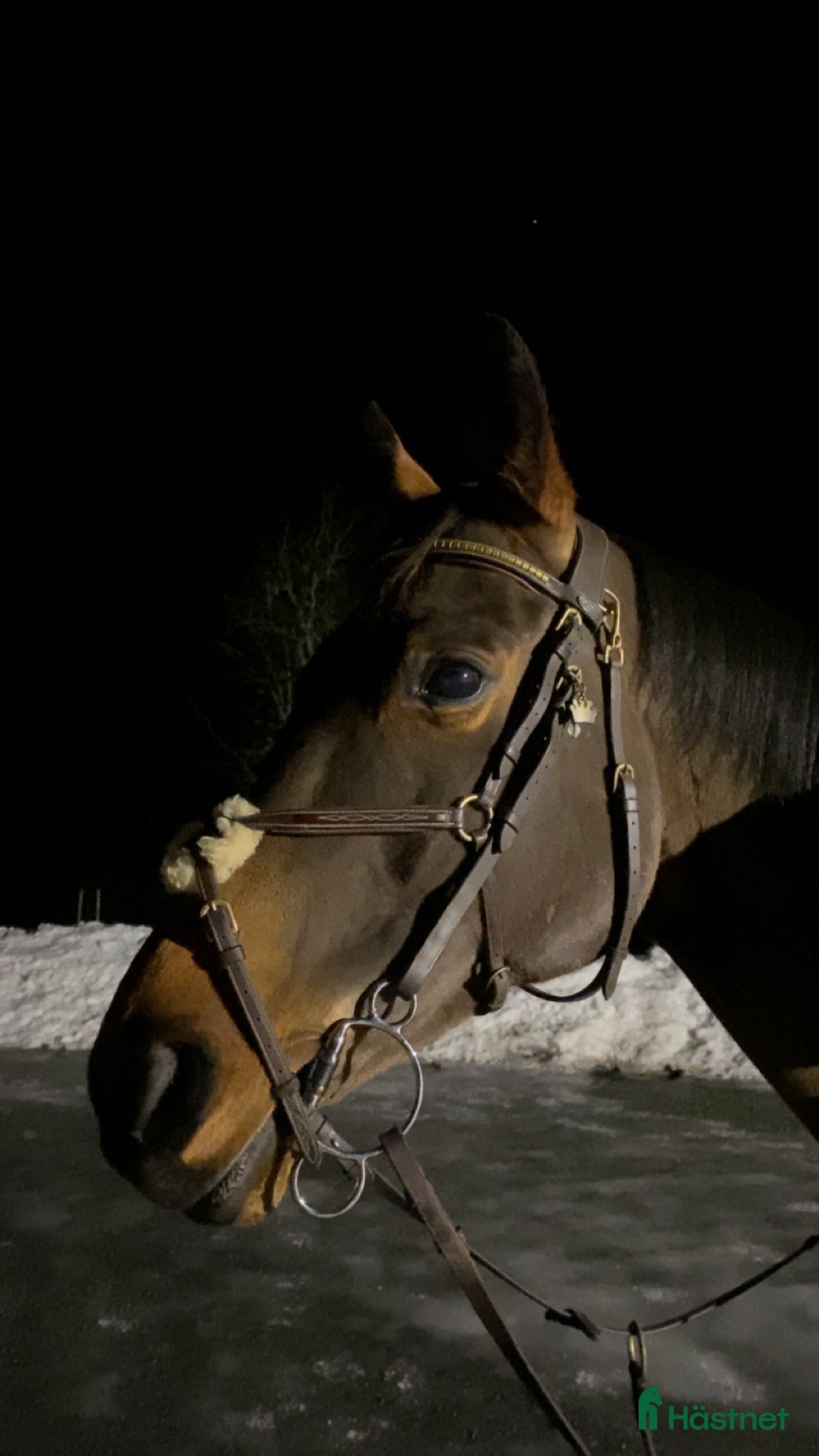  hästar Prosjekt/selskap - Annons 1