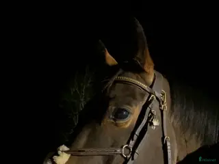 hästar Prosjekt/selskap - Annons 10