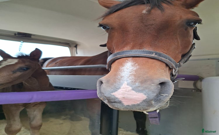 Övrig utrustning övrig utrustning till salu i Katrineholm - Annons 16