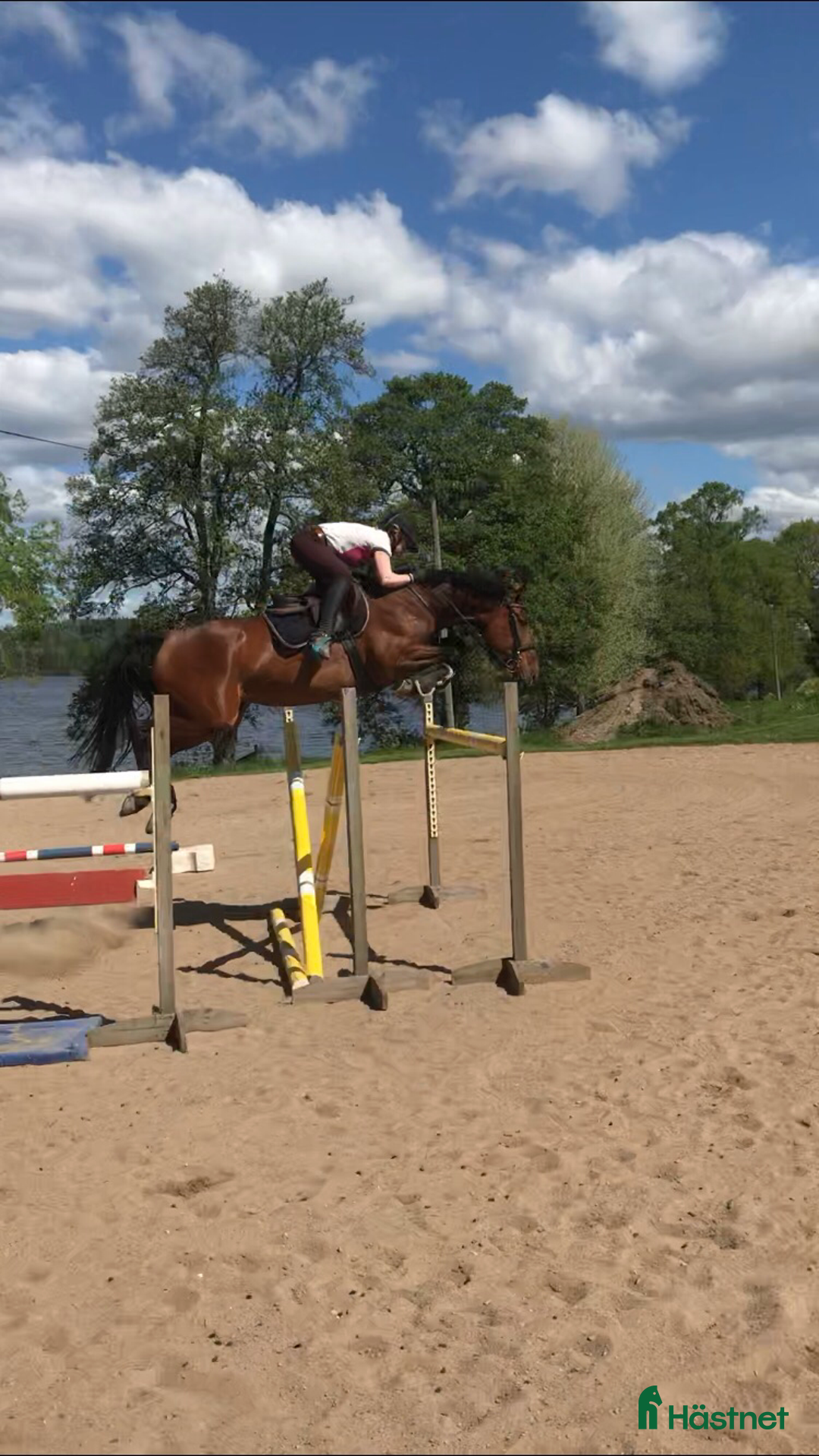 Allround hästar till salu: Framtida tävlingsponny med Galouetblod ⭐️ i Gislaved - Annons 7