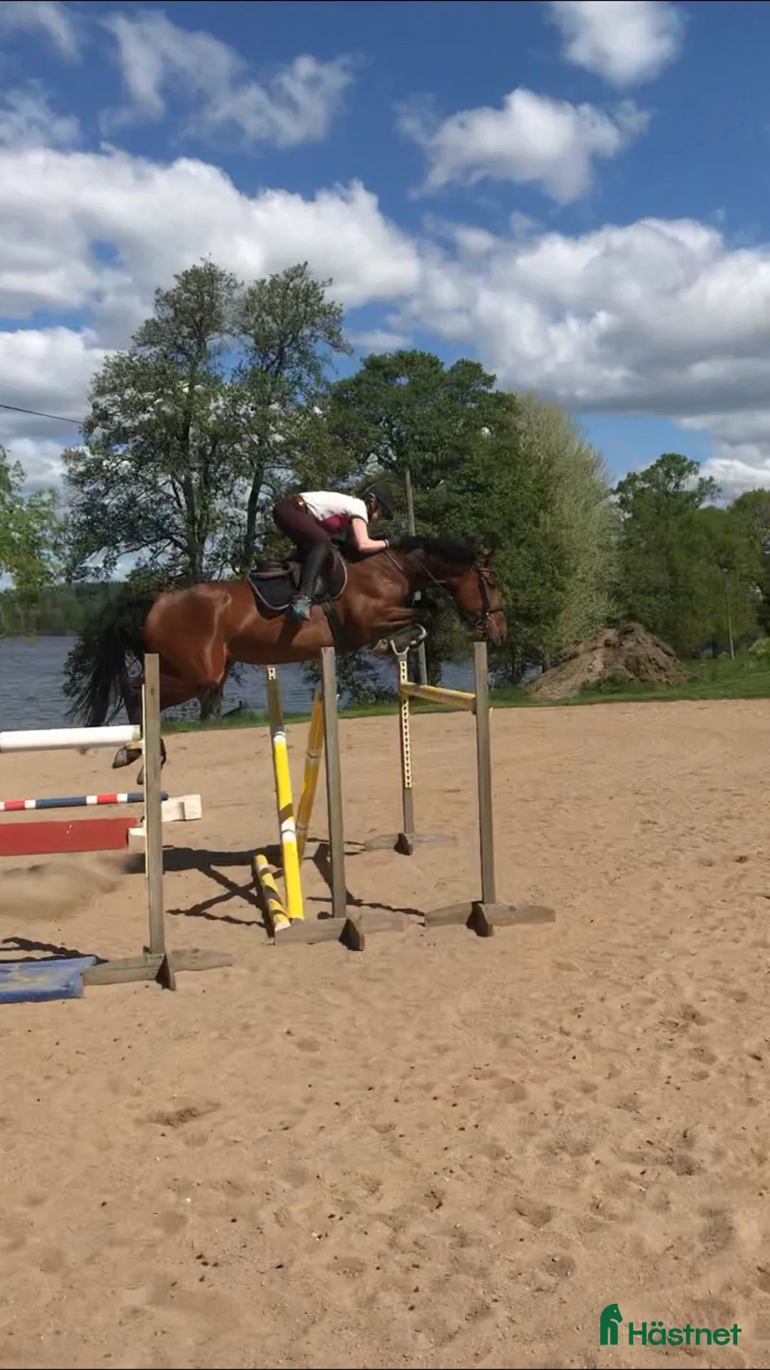 Allround hästar till salu: Framtida tävlingsponny med Galouetblod ⭐️ i Gislaved - Annons 7