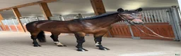 Allround hästar till salu: Gorgeous gelding with good mind! - Annons 5