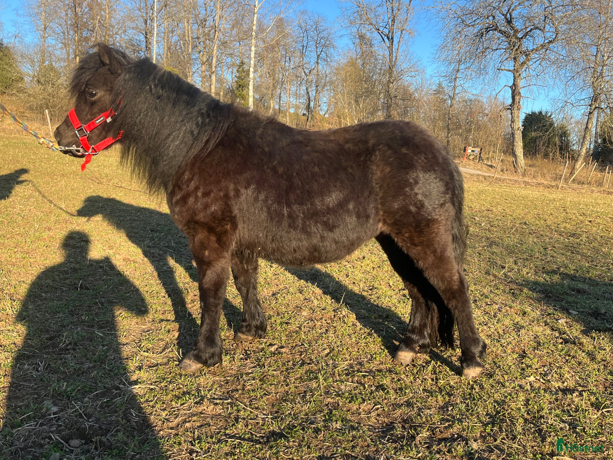  hästar Lovande Ungsto - Annons 2