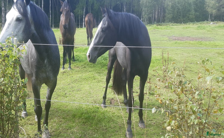  hästar i Värnamo - Annons 15