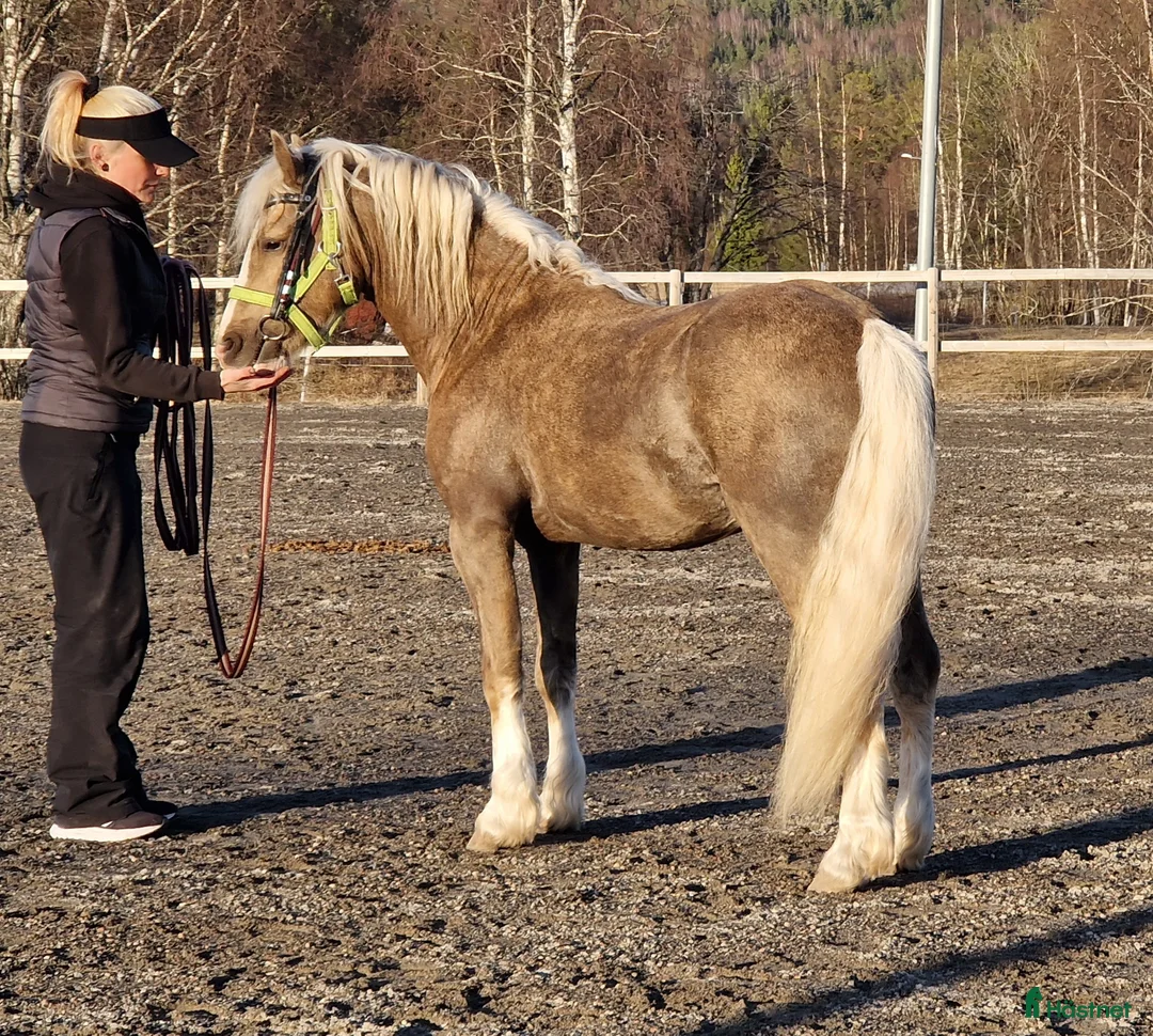 Allround hästar till salu: Rainbow in the Dark  i Bollstabruk - Annons 8