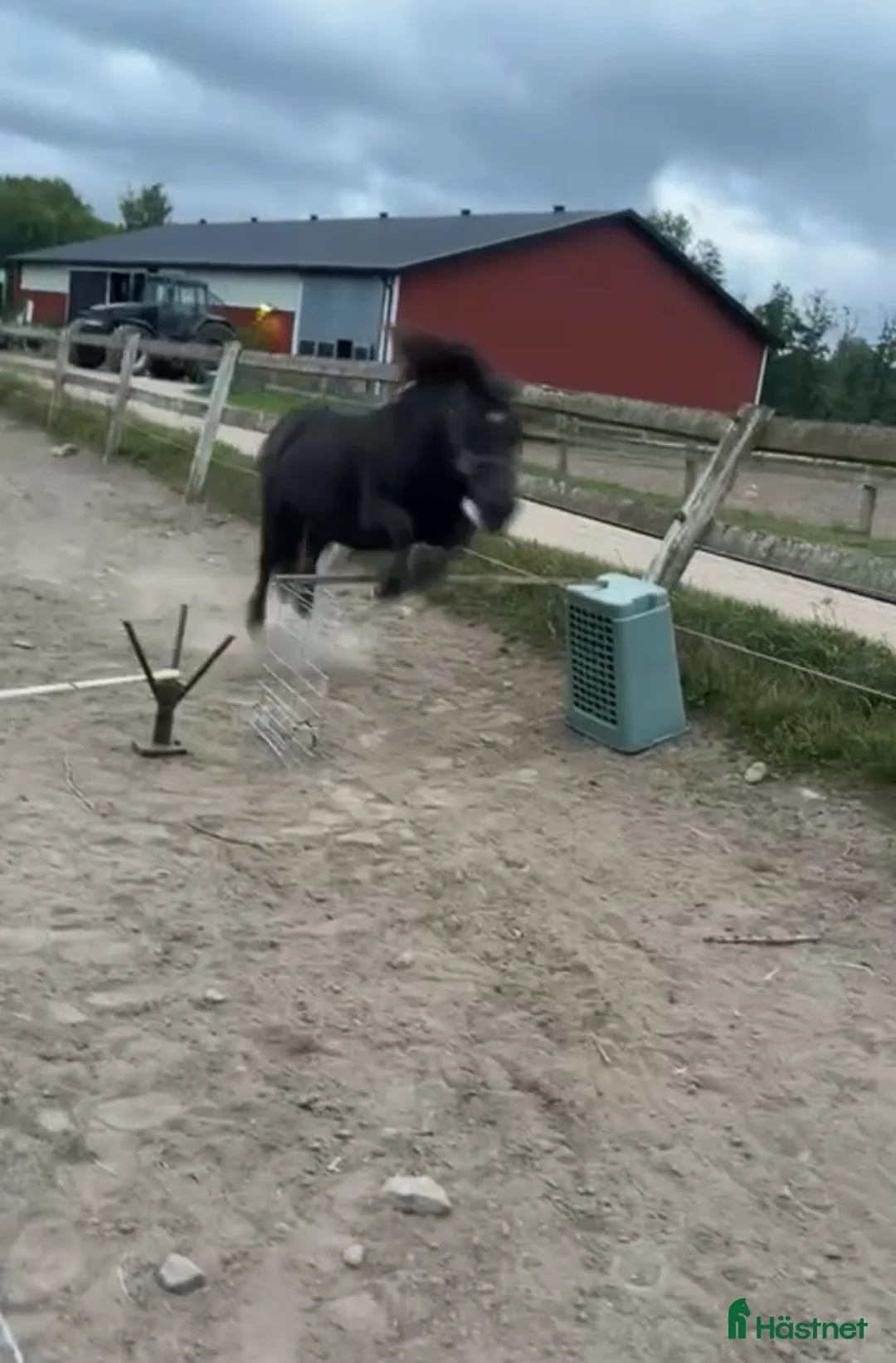 Trav hästar till salu: Läromästare  i Nybro - Annons 3