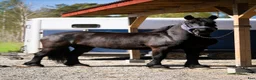 Allround hästar till salu: Friesersto  i Dala-Husby - Annons 5