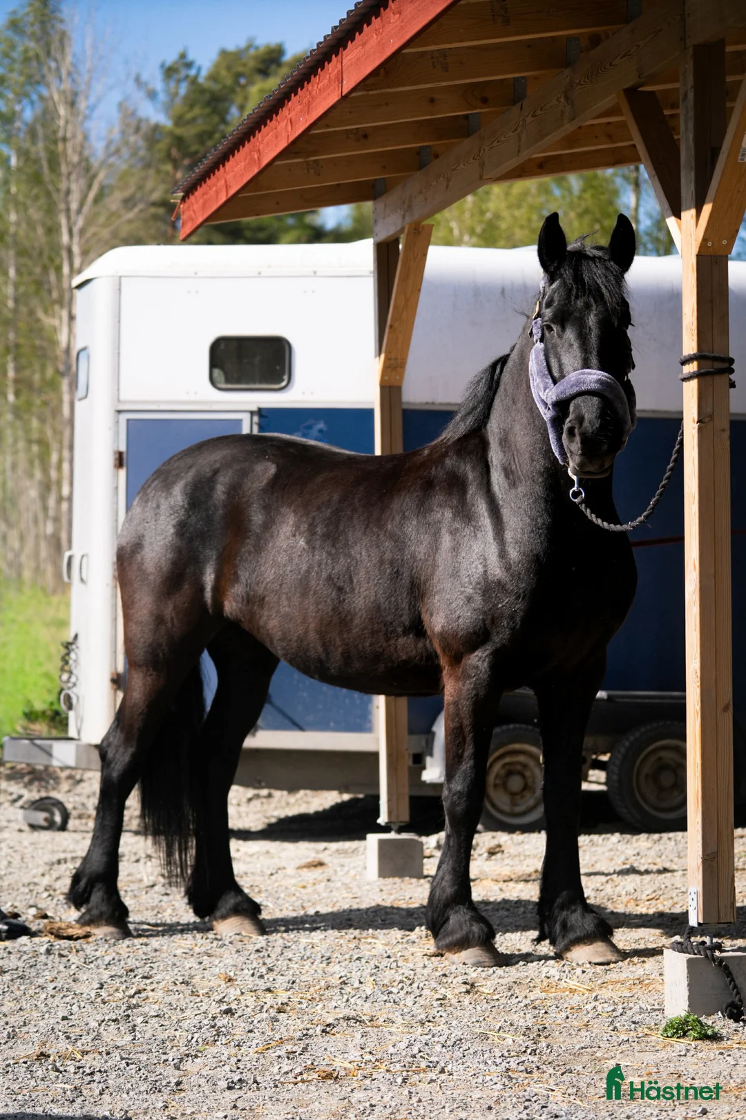 Allround hästar till salu: Friesersto  i Dala-Husby - Annons 5
