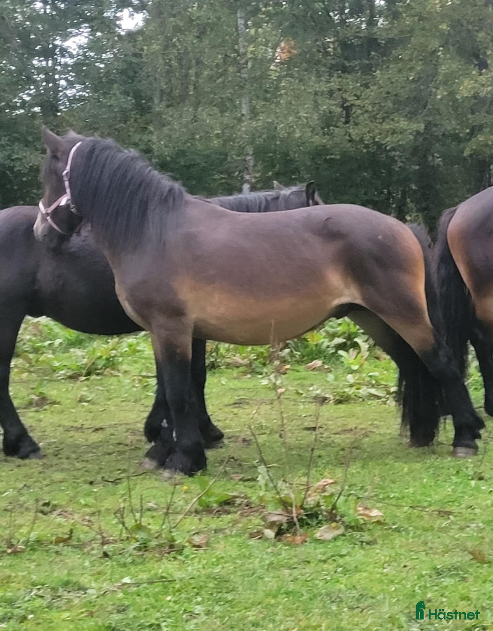  hästar Nordsvensk valack men stabilt psyke  - Annons 14