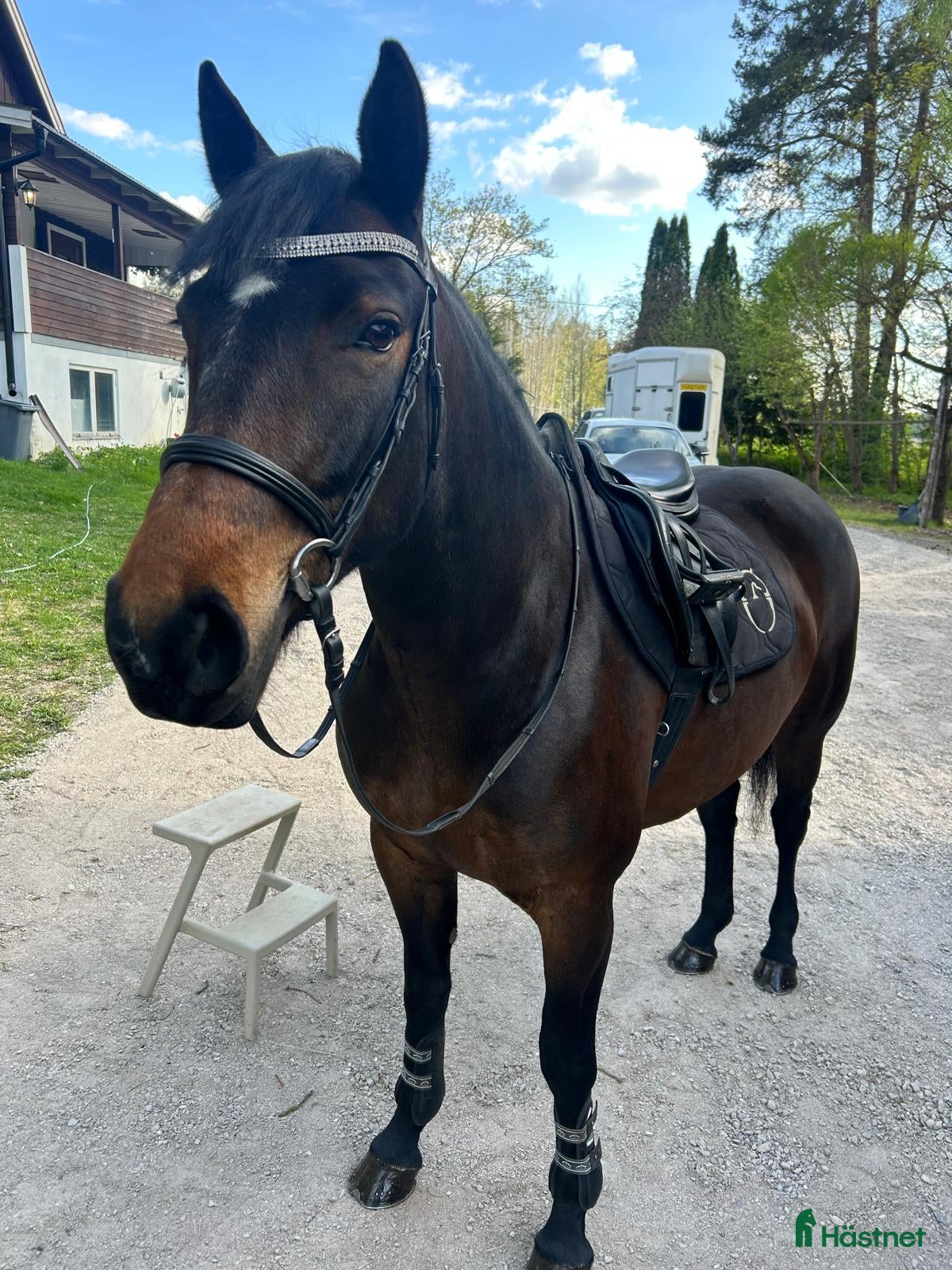  hästar Genomsnällt 6årigt sto i Årsunda - Annons 1