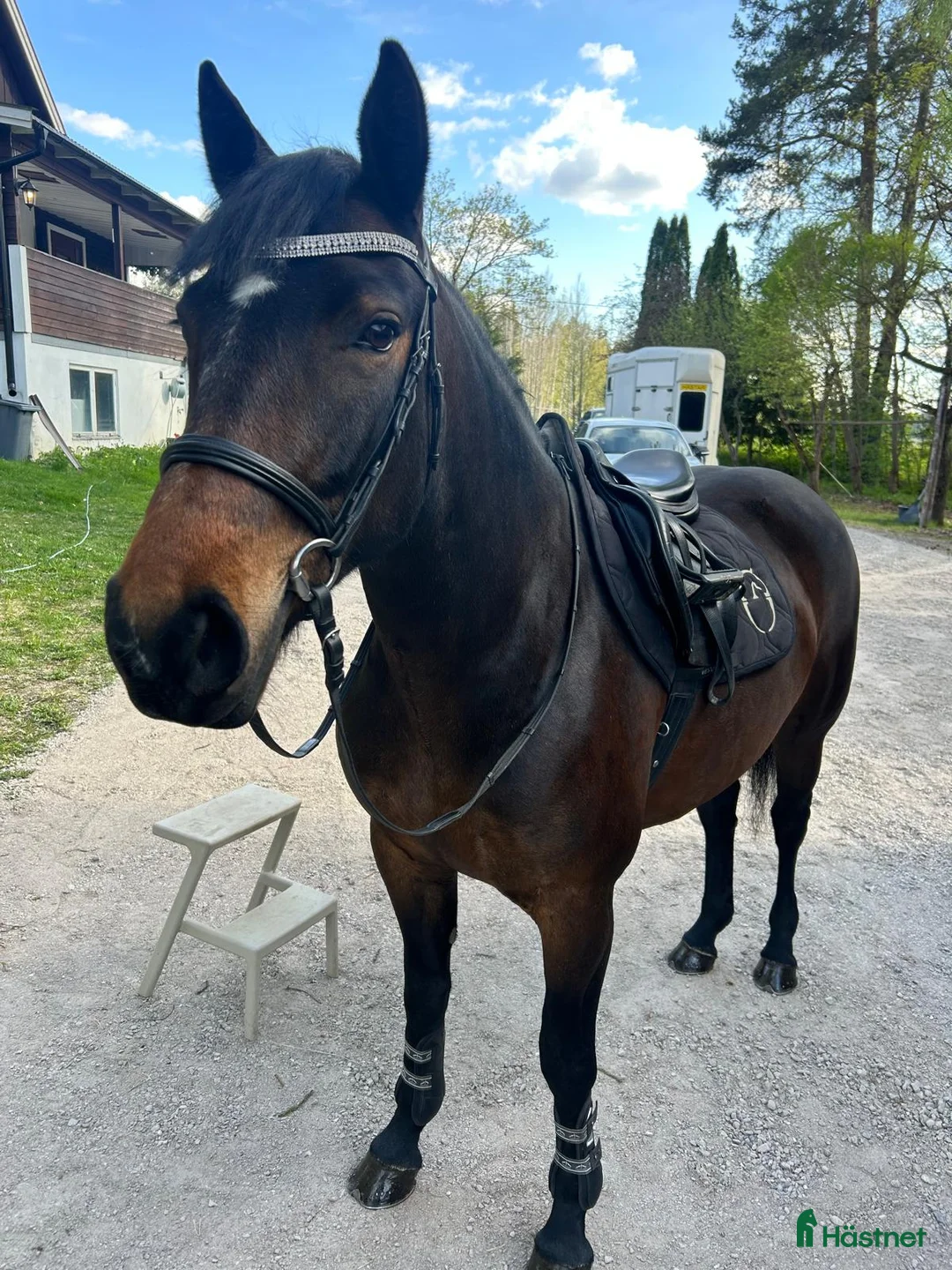 Allround hästar till salu: Genomsnällt 6årigt sto i Årsunda - Annons 1