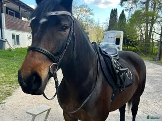 hästar Genomsnällt 6årigt sto i Årsunda - Annons 1