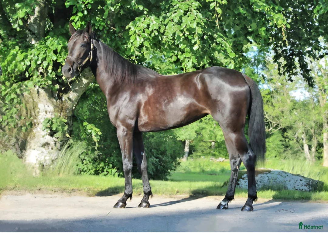 Trav hästar till salu: 4-årigt sto E: Cash gamble - Annons 1