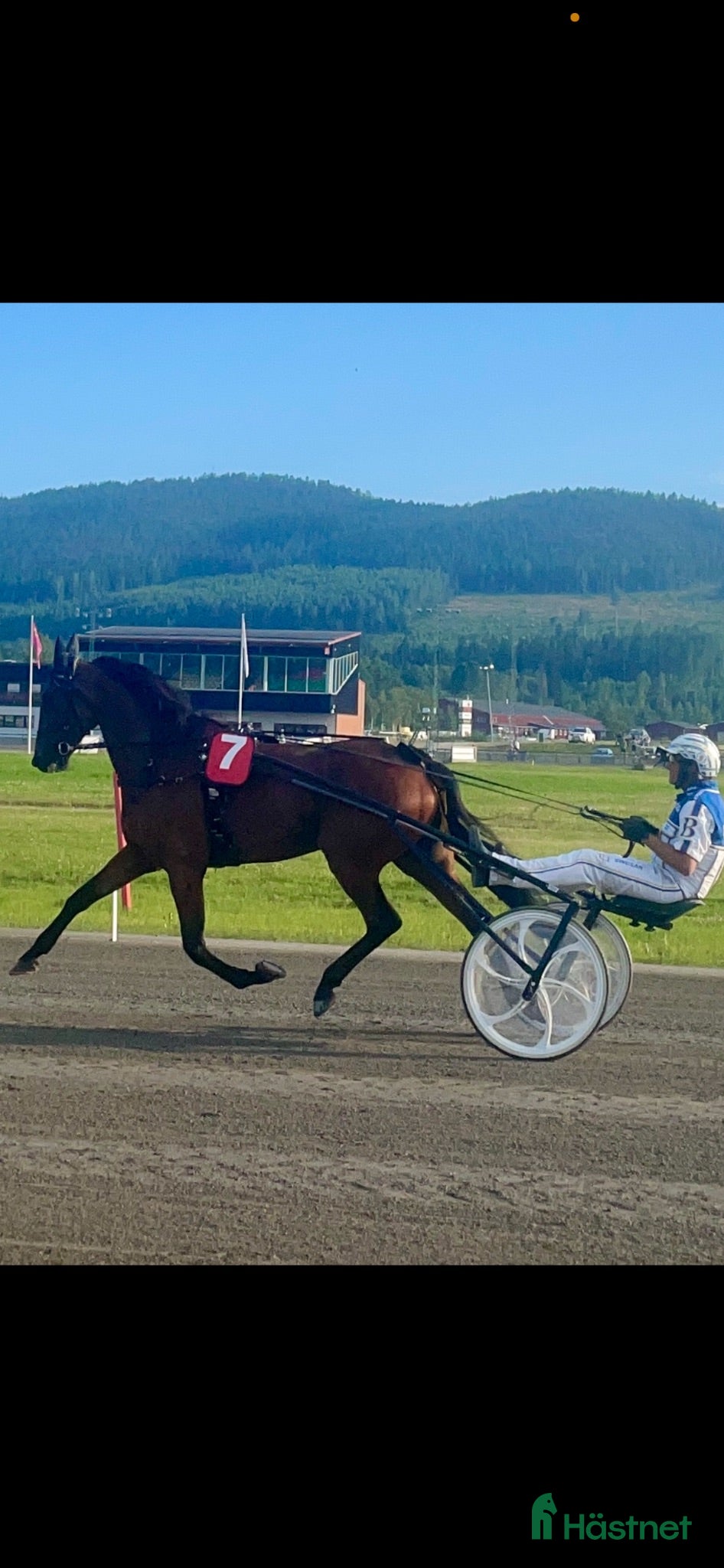Travsulkys trav till salu: Royal Booster  - Annons 6